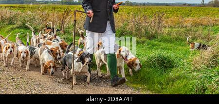 Blankney, Lincoln, Lincolnshire, Royaume-Uni. 28 octobre 2020. Les East Lincs Bassett Hounds sont dirigés par Matt Bowring sur le bord de la Lincolnshire Fens qui a attiré un grand nombre de personnes observant. Credit: Matt Limb OBE/Alamy Live News Banque D'Images