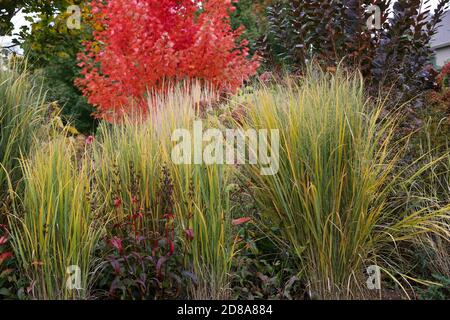 Paysage d'automne coloré de graminées dorées de northwind, Panicum virgatum, langue de la barbe, buisson pourpre et érable à l'automne, Banque D'Images