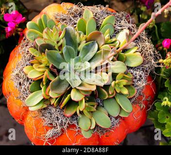 Une photo de haut en bas d'une citrouille de cendrillon orange débordant de succulents et de mousses dans une arrière-cour du midwest d'automne. Banque D'Images