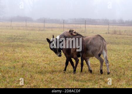 Jouer avec les ânes Banque D'Images