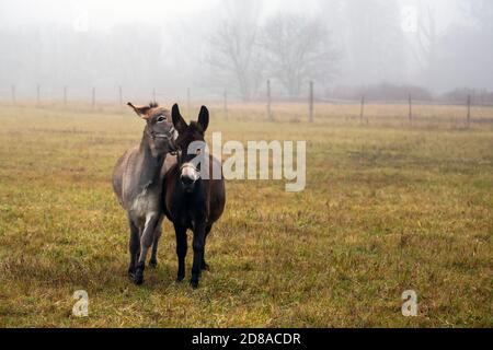 Jouer avec les ânes Banque D'Images