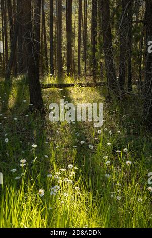 Parc national des Glaciers fleurs sauvages en forêt, Kalispell, Montana, États-Unis Banque D'Images