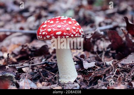 gros plan d'un champignon de mouche ou d'un tabouret poussant sur le plancher de la forêt, de feuilles d'automne brunes et orange, sidévié regardant sur la tige de champignon Banque D'Images