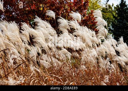 Le vent secoue l'herbe blanche sur des tiges fines sur le fond d'un arbre avec des feuilles brunes Banque D'Images