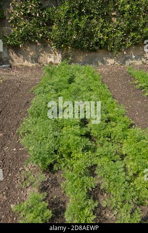 Culture de la maison plantes de Carrot biologique cultivées (Daucus carota subsp. Sativus) poussant dans un jardin de légumes dans la région rurale de l'ouest du Sussex, Angleterre, Royaume-Uni Banque D'Images