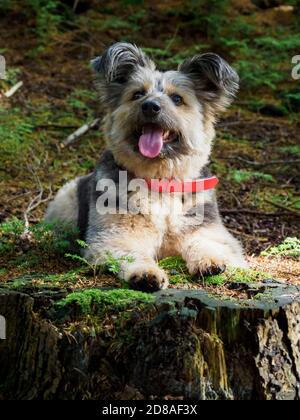 Chien de secours roumain considéré comme une Croix de Corgi dans une forêt, automne, Royaume-Uni Banque D'Images