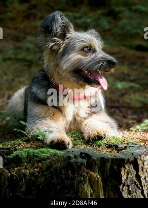 Chien de secours roumain considéré comme une Croix de Corgi dans une forêt, automne, Royaume-Uni Banque D'Images