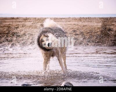 Femme Alaskan Malamute sur une plage qui secoue l'eau de son manteau, Cornwall, Royaume-Uni Banque D'Images