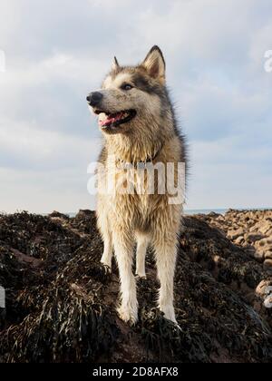 La femelle Malamute d'Alaska se trouve sur un rocher couvert d'algues à la plage, à Cornwall, au Royaume-Uni Banque D'Images