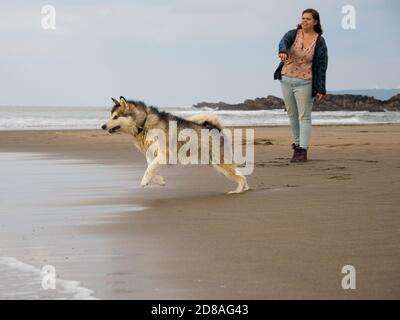 Chien et propriétaire jouant FETCH sur une plage, Cornwall, Royaume-Uni Banque D'Images