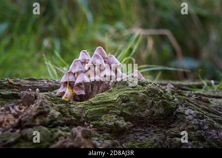 Capot commun Mycena galericulata Toadtabourets ou champignons groupe sur Le bois en décomposition sur le plancher de la forêt dans le Lincolnshire Angleterre en automne Octobre Banque D'Images