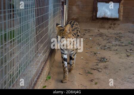 Serval, ou chat de srubis, est un mammifère félin carnivore. Banque D'Images