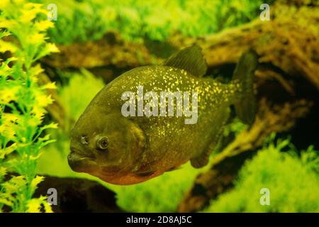 Piranha dans un aquarium sur un fond de plantes vertes. Banque D'Images