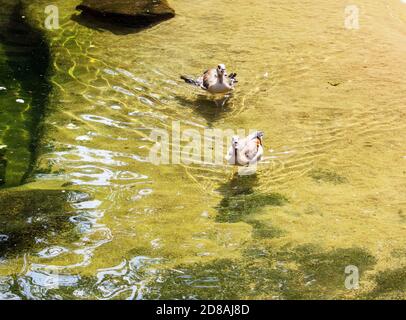 Photo de deux patalis flottant dans l'étang, latino Tadorna ferruginea Banque D'Images