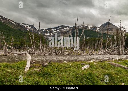 Ushuaia, Tierra del Fuego, Argentine - 13 décembre 2008 : les montagnes martiales dans la réserve naturelle. Gros plan d'arbres morts debout dans un bassin de terres humides en fr Banque D'Images