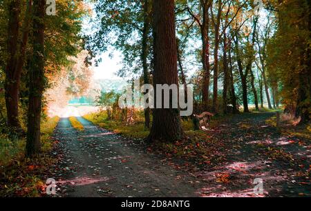 Route divisée dans les bois. Forêt pittoresque avec arbres à feuilles caduques aux couleurs de l'automne. Banque D'Images