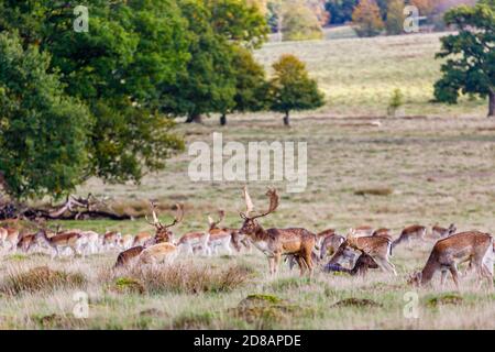 Le buck de cerf de Virginie (Dama dama) avec des bois de palmate se dresse dans un troupeau à Petworth Deer Park, Petworth, dans l'ouest du Sussex, en automne pendant la saison de rutting Banque D'Images