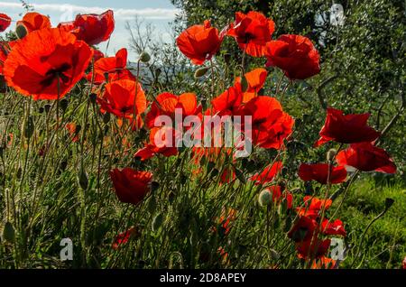 Coquelicots normaux dans un champ. Les coquelicots ont longtemps été utilisés comme symbole du sommeil, de la paix et de la mort Banque D'Images