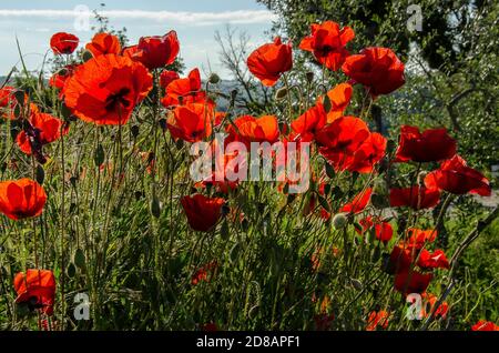 Coquelicots normaux dans un champ. Les coquelicots ont longtemps été utilisés comme symbole du sommeil, de la paix et de la mort Banque D'Images