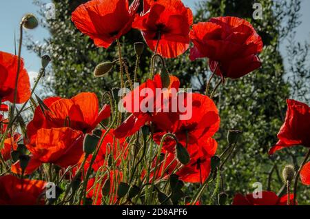 Coquelicots normaux dans un champ. Les coquelicots ont longtemps été utilisés comme symbole du sommeil, de la paix et de la mort Banque D'Images