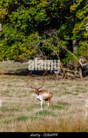 En automne, au cours de la saison des ruses, on peut faire du buck de cerf de Virginie (Dama dama) avec des bois de palmat à Petworth Deer Park, à Petworth, dans l'ouest du Sussex, en Angleterre Banque D'Images