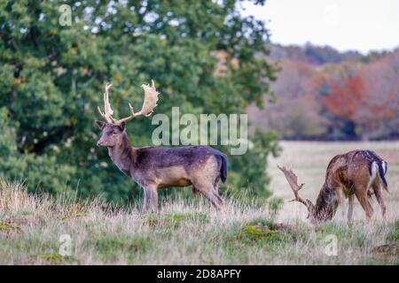 Un buck de cerf-de-Virginie (Dama dama) avec des bois de palmate se tient à Petworth Deer Park, Petworth, dans l'ouest du Sussex, pendant la saison de rutting d'automne Banque D'Images