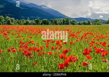 Coquelicots normaux dans un champ. Les coquelicots ont longtemps été utilisés comme symbole du sommeil, de la paix et de la mort Banque D'Images