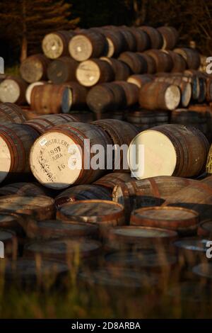 Fûts Scotch Whisky dans la lumière du soir Banque D'Images