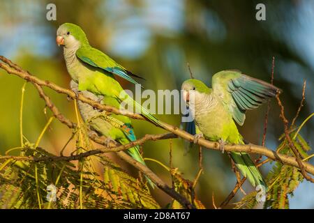 Monk Parakeet Myiopsitta monachus Costa Ballena Cadiz Espagne Banque D'Images