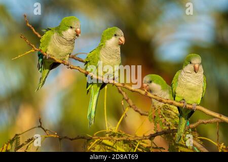 Monk Parakeet Myiopsitta monachus Costa Ballena Cadiz Espagne Banque D'Images