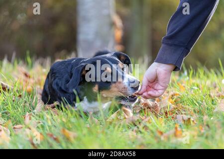 une femme donne un régal à un chien, appenzeller sennenhund Banque D'Images