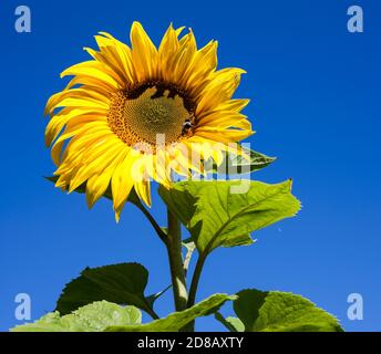 Tournesol jaune et feuilles vertes sur ciel bleu Banque D'Images