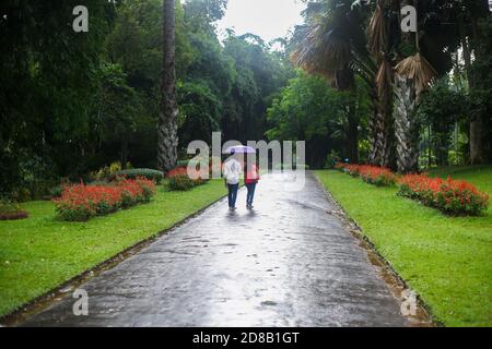 Kandy, Shri Lanka - 25 janvier 2013 : jardins botaniques royaux le jour des pluies. Couple homme et femme sous un parapluie marchant et appréciant le reste Banque D'Images