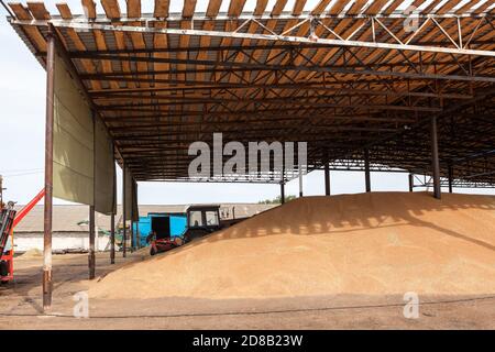 Abri pour le stockage des produits céréaliers. De grands tas de grain sont construits sous le toit dans l'ancienne granary. L'agriculture en Russie Banque D'Images