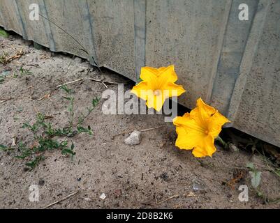 Des fleurs jaunes ont été germées sous la clôture. Banque D'Images