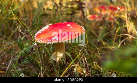 Volent des champignons Alaric (toxiques) à l'automne dans la forêt de Schoenbuch, en Allemagne Banque D'Images