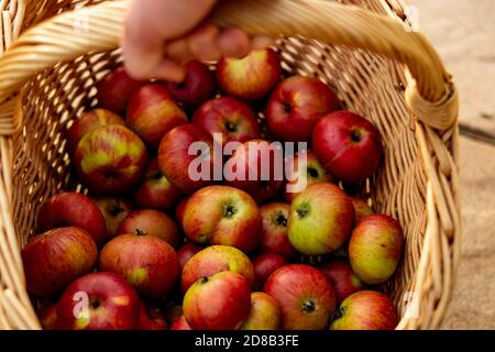 Panier de pomme Banque D'Images