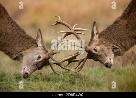 Red Deer, Cervus elaphus, stag luttant pendant la saison de rutèse en automne à Richmond Park, Londres, Royaume-Uni, îles britanniques Banque D'Images