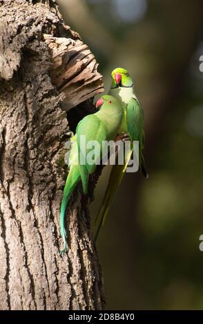 Couple de reproduction de Parakeet à col en anneau, Psittacula krameri, explorez le trou de nid, Regent's Park, Londres, Royaume-Uni Banque D'Images