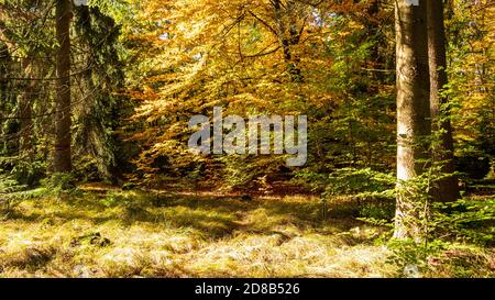 Couleur de la forêt en automne Banque D'Images