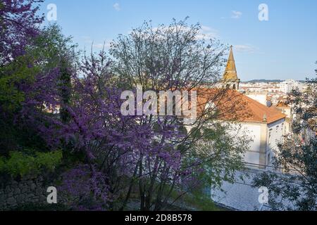 Magnifique arbre de feuilles roses dans la ville de Tomar, au Portugal Banque D'Images