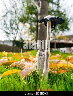 Paire de champignons à tête d'encre déchiquetée coprinopsis atramentaria vue de côté, champignon entouré de feuilles tombées, photo automnale de deux Banque D'Images