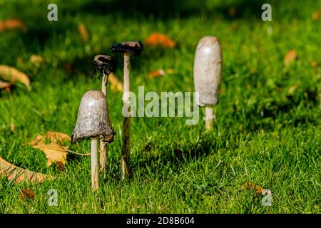 Tête d'encre de Shaggy cocrinopsis groupe d'atramentaria de champignons entouré de feuilles tombées, moody image automnale montrant les muchrooms ensemble dans des couleurs chaudes Banque D'Images