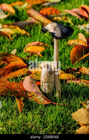 Paire de champignons à tête d'encre déchiquetée coprinopsis atramentaria vue de côté, champignon entouré de feuilles tombées, photo automnale de deux Banque D'Images