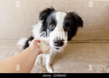Portrait amusant de chien chiot mignon bordure collie sur le canapé donnant patte. Patte de chien et main humaine faisant poignée de main. Maître entraînement astuce avec chien ami à la maison à l'intérieur. Amitié amour soutien équipe concept Banque D'Images