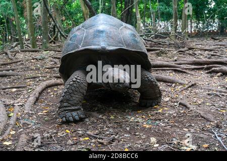 Une tortue géante Aldabra Aldabchelys gigantea dans la forêt, à prison Island, Zanzibar, Tanzanie Banque D'Images