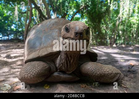 Une tortue géante Aldabra Aldabchelys gigantea dans la forêt, à prison Island, Zanzibar, Tanzanie Banque D'Images