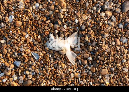 Chien tête de poisson sur Hastings Stade Beack, Royaume-Uni Banque D'Images