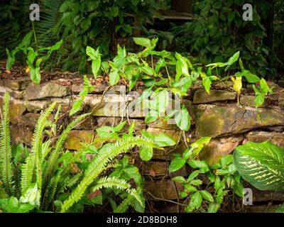 Nephrolepis Cordifolia, Fern connu sous le nom de Fishbone ou épée tubéreuse Banque D'Images