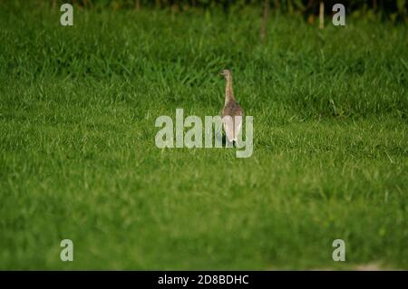 Heron de l'étang de Javan perçant sur l'herbe Banque D'Images